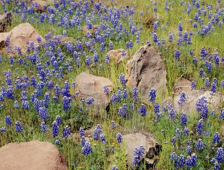 (30) wildflowers (annadell state park).jpg